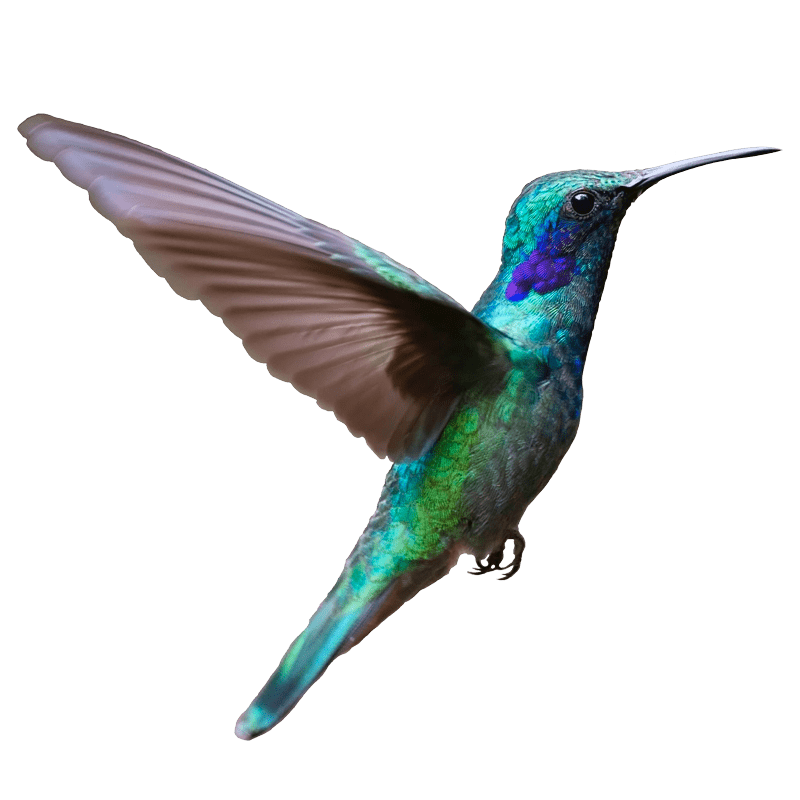 Colibri